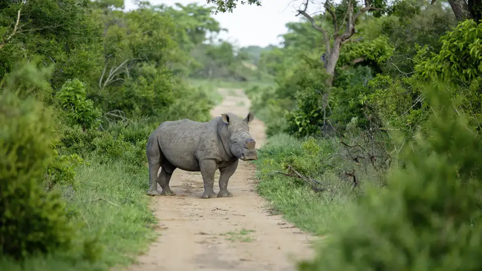 Tierbeobachtungen und -begegnungen gehören zu unseren Studienreisen durch Südafrika. Zu den Big Five zählen unter anderem auch die bedrohten Nashörner.