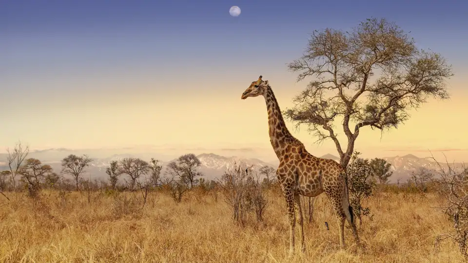 Pirschfahrten durch den Krüger-Nationalpark erleben wir auf der zweiwöchigen Studienreise Südafrika - Impressionen. Dabei begegnen wir auch den imposanten Giraffen.