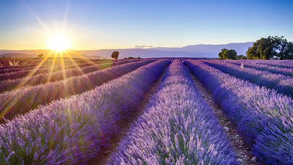 Endlose Lavendelfelder erstrecken sich in der Provence. Zur Zeit der Lavendelblüte können Sie diesen Anblick auf Ihrer Studienreise genießen.