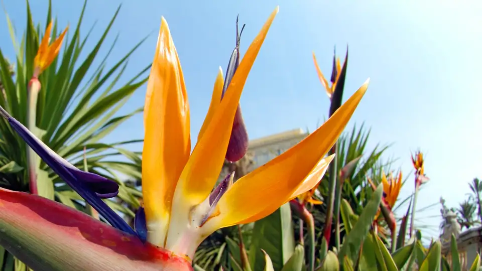 Lassen Sie sich auf unserer Rundreise nach Madeira in kleiner Gruppe von der üppigen Flora begeistern, wie hier von einer Strelizie.