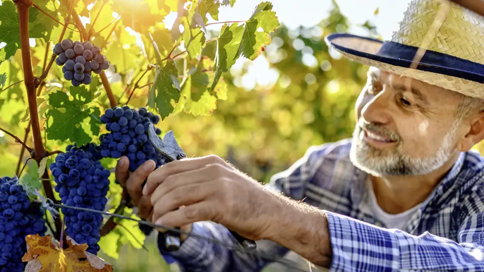 Wie schmeckt die Toskana? Auf unserer Studiosus-Reise erfahren wir es! Wein gehört zu den toskanischen Köstlichkeiten unbedingt dazu.