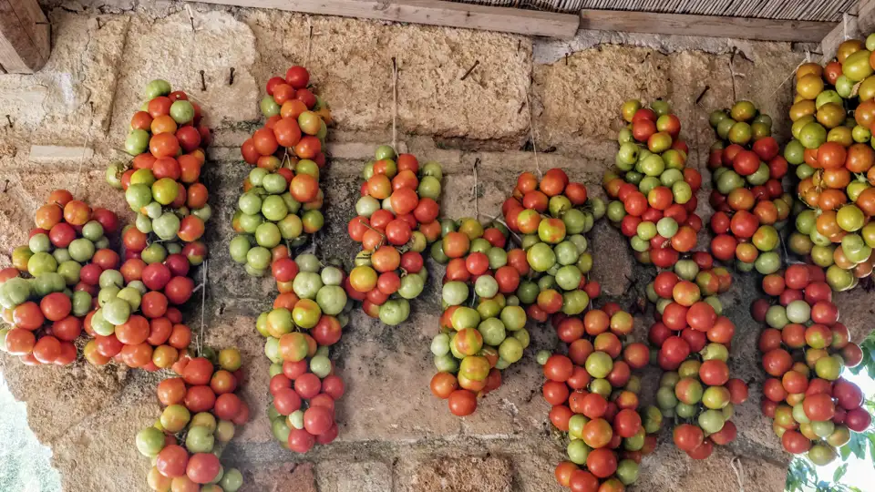 Studienreise zu den Höhepunkten Apuliens wie den Trulli und Castel del Monte. Besuch von Bari, Ostuni, Lecce, Matera und Otranto. Und die Kulinarik kommt nicht zu kurz; beileibe nicht nur die Vielfalt an Tomaten wird Sie begeistern.