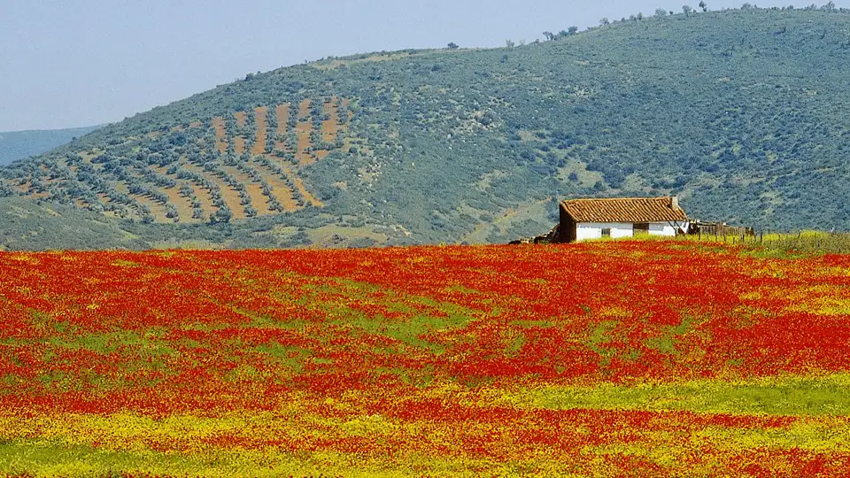 Diese Studiosus-Rundreise durch Kastilien und die Extremadura verbindet kulturelle Höhepunkte mit eindrucksvollen Naturerlebnissen von den weiten, mit Steineichen bewachsenen Hochebenen Kastiliens über die ursprüngliche Extremadura bis hin zum Nationalpark Monfragüe, einem Paradies für Vogelbeobachtung und Naturfreunde.
