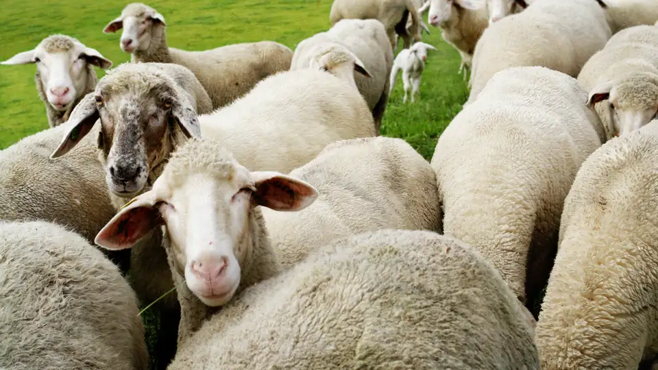 Auf unserer Studienreise durch Irland erkunden wir Stadt und Land. Auf unserer Fahrt durch Moorlandschaften und Hügel begegnen wir dabei natürlich immer wieder Schafen - ebenso neugierig wie fotogen!