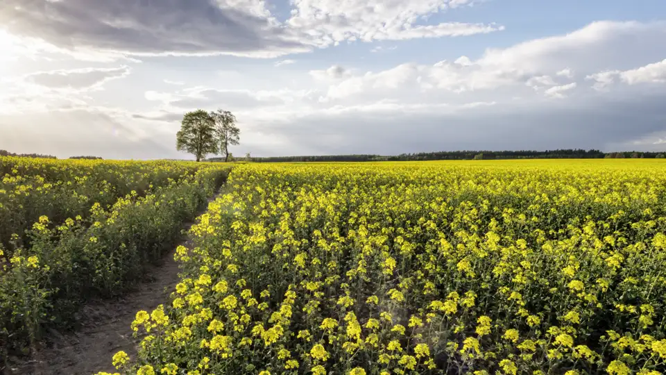 Auf unserer Studienreise durch Nordpolen bestaunen wir die goldgelben Rapsfelder in Masuren. Wir erkunden jeden Tag einzigartige Landschaften rund um die Masurische Seenplatte.
