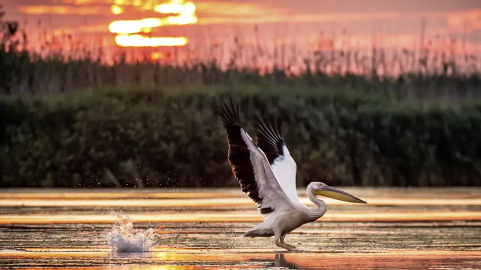 Auf unseren Bootsfahrten im Donaudelta während unserer Studienreise durch Rumänien haben wir Gelegenheit, die reiche Tierwelt zu beobachten.