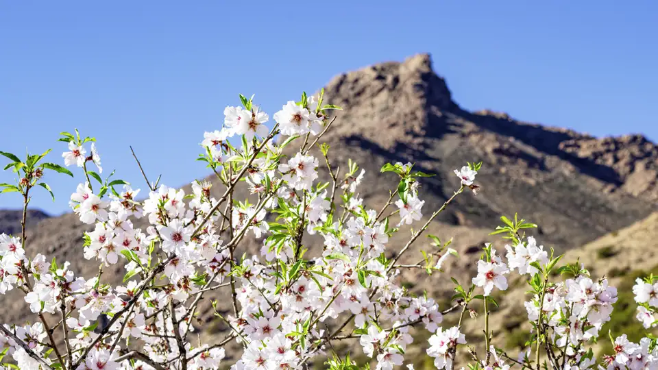 Auf unserer Eventreise nach Marokko bestaunen wir die farbenfrohe Mandelblüte