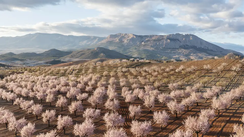 Auf der Gruppenreise durch Andalusien in Spanien bewundern wir die beeindruckende Landschaft zur Zeit der Mandelblüte.