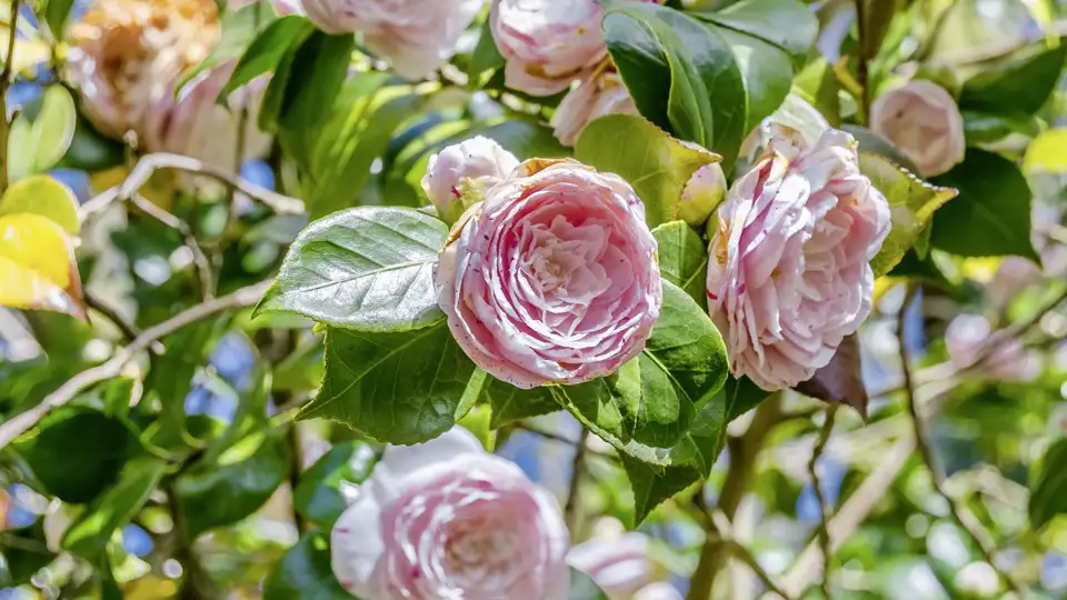 Ein blühender Kamelienstrauch mit detailreichen rosa-weißen Blüten als Symbol für die prächtigen Gärten, die auf der Rundreiseeise besucht werden.