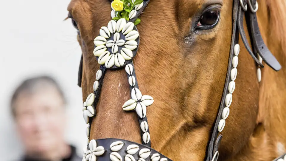 Auf unserer Eventreise beobachten wir geschmückte Pferde beim Osterreiten in Niederlausitz. Dies ist ein Highlight unserer Gruppenreise mit Studiosus zur Osterzeit.