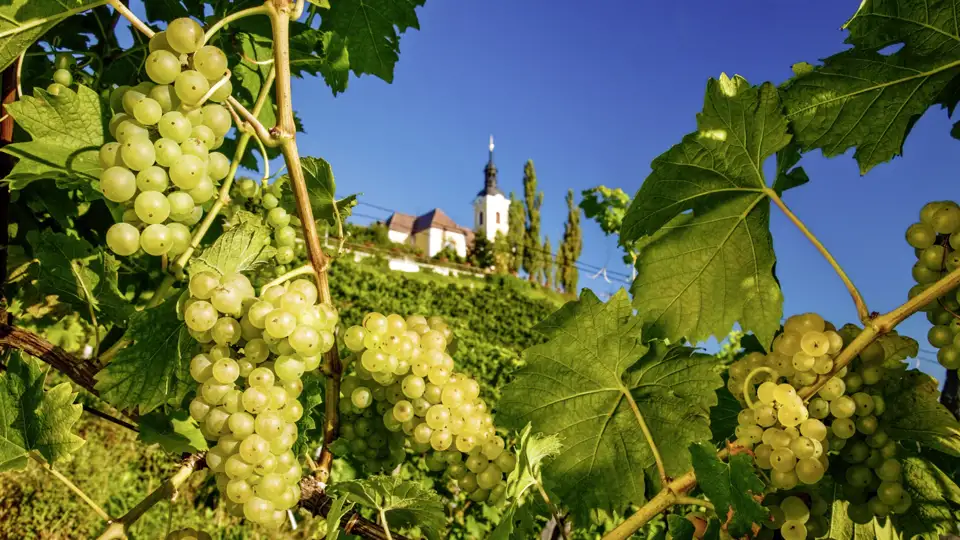 Besichtigen Sie einen Weinberg an der Südsteirischen Weinstraße im Rahmen Ihrer Gruppenreise.