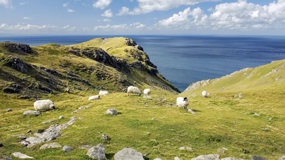 Eine Herde Schafe grast an Irlands saftig grüner Steilküste, mit weitem Blick über den Atlantik. Ein traumhafter Ausblick für ihre Studiosus Eventreise.