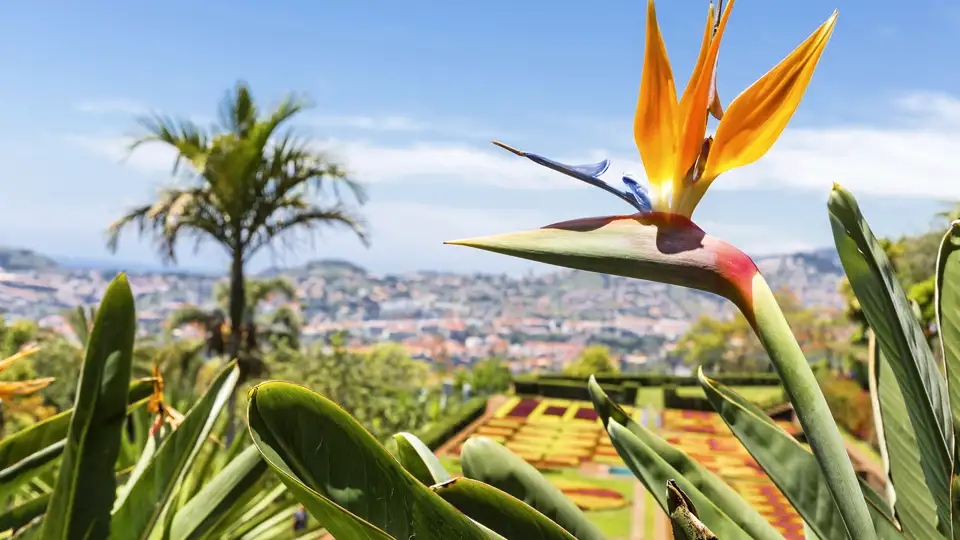 Immer wieder erfreut uns auf unserer Studienreise Madeiras Blütenpracht, hier eine Strelitzie, auch Papageienblume genannt.