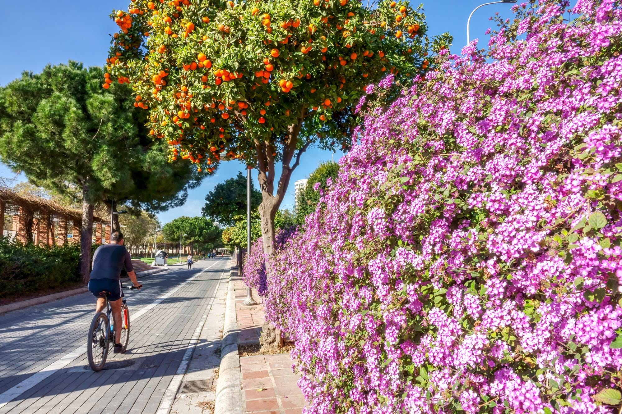 Fahrradfahren ist ein fester Bestandteil in Valencias Strategie, um CO2-Emissionen zu reduzieren.