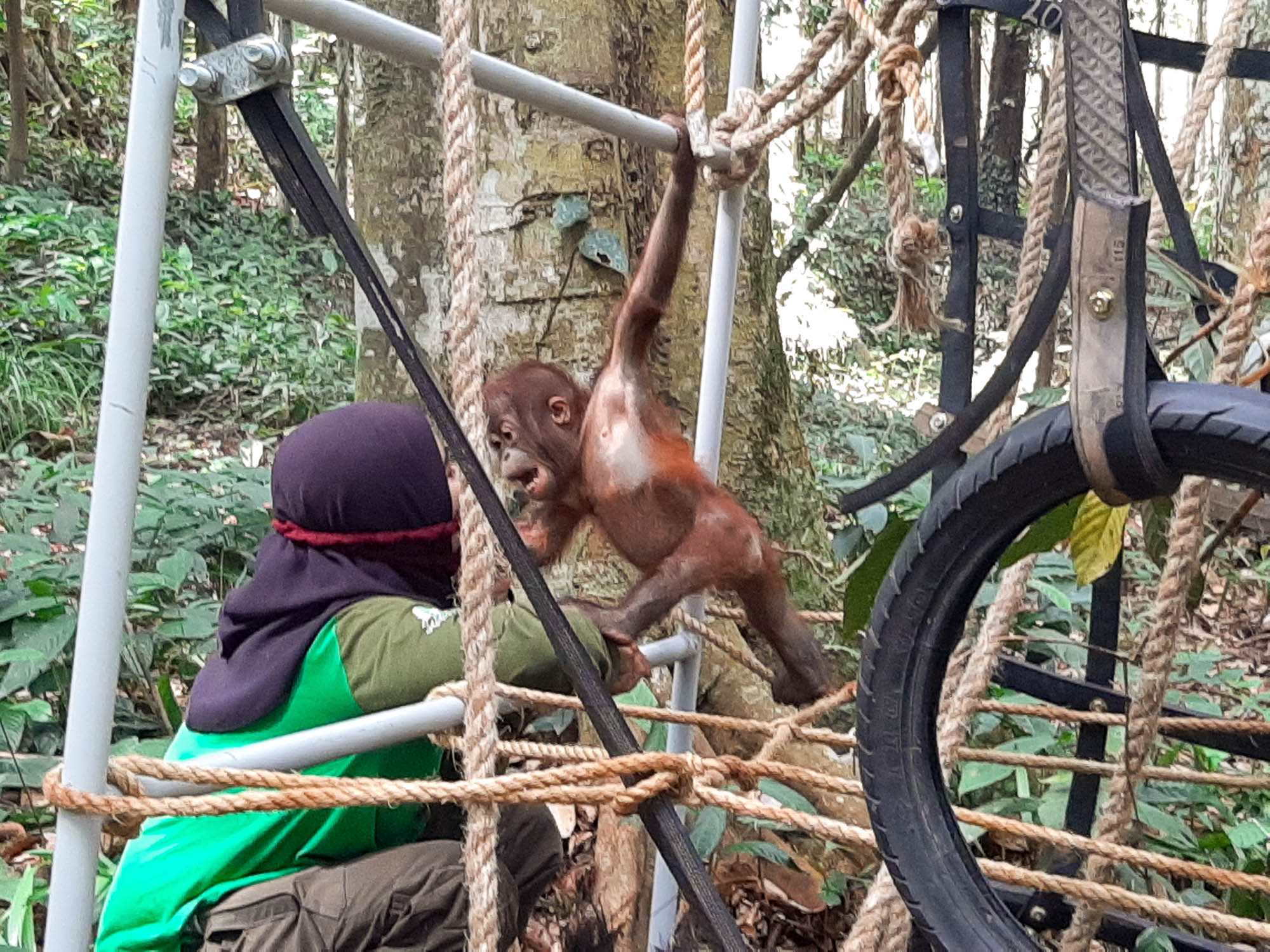 Ein kleiner Orang-Utan klettert auf einem Klettergerüst.