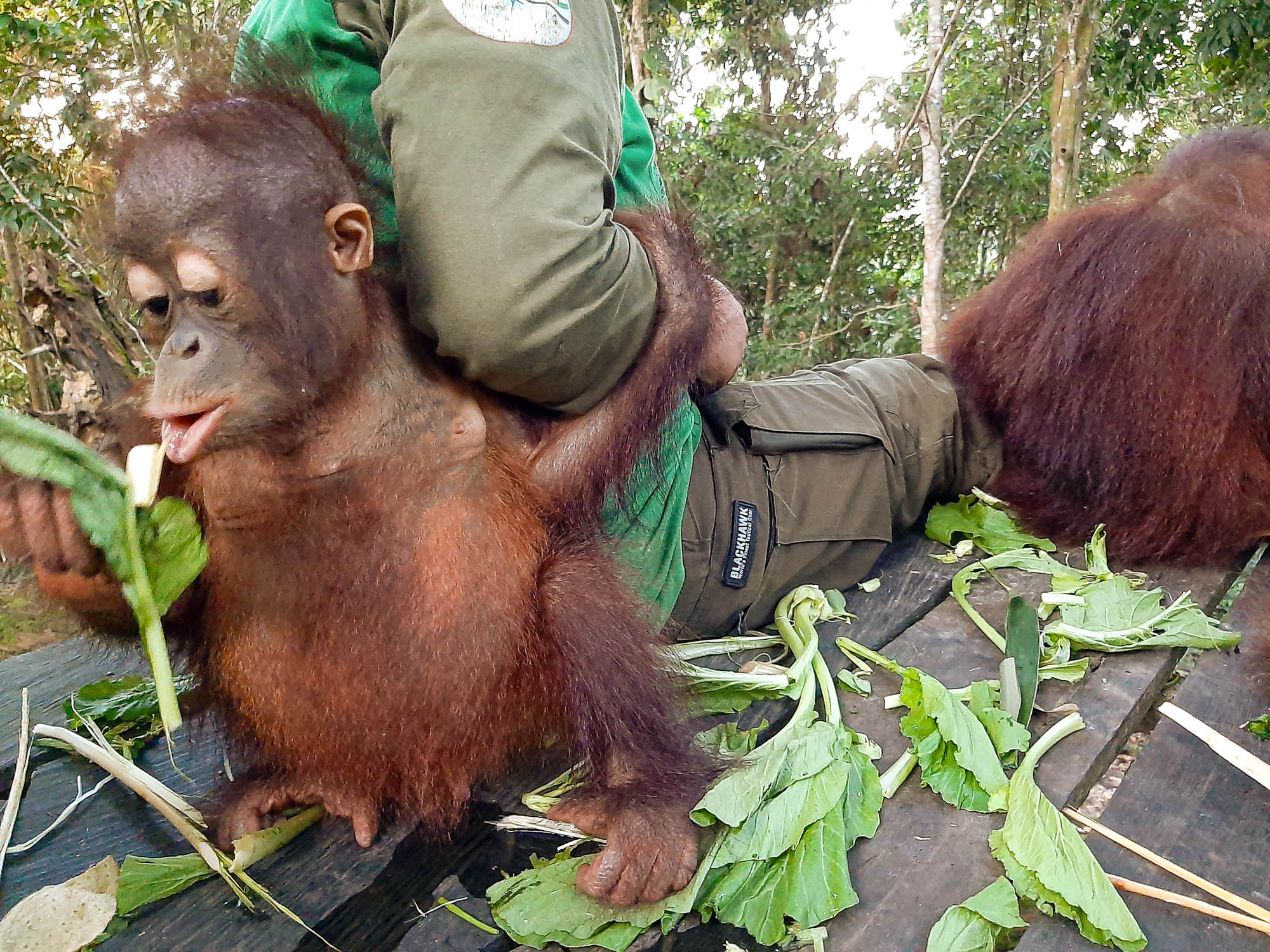 Der Orang-Utan Bhima lässt selbst beim Essen seine Pflegemama nicht los.