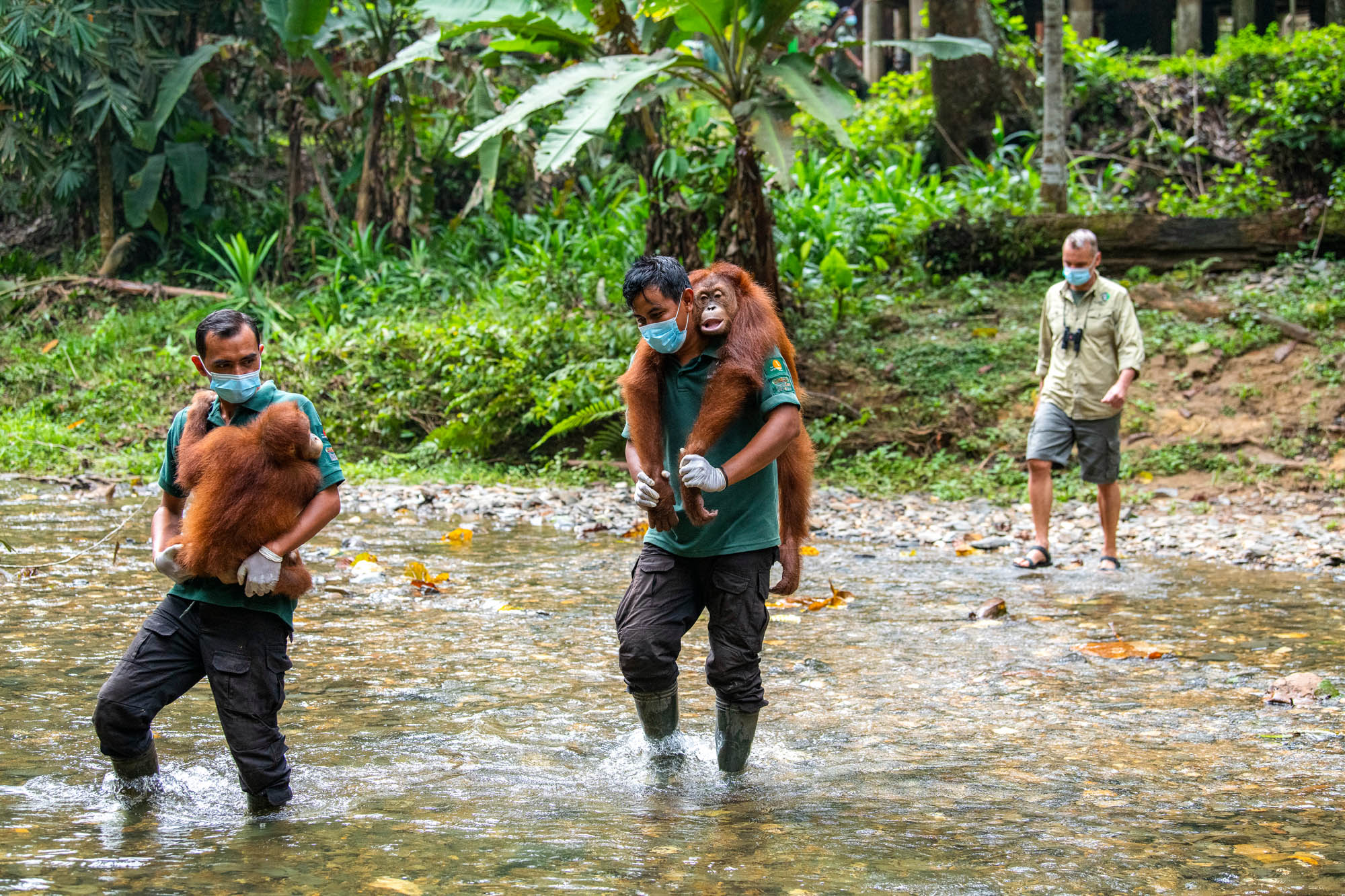 Die jungen Orang-Utans werden von ihren Pflegern über einen Fluss getragen.