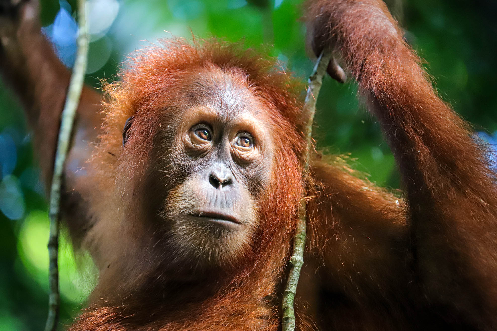 Ein Orang-Utan auf Borneo im Wald.