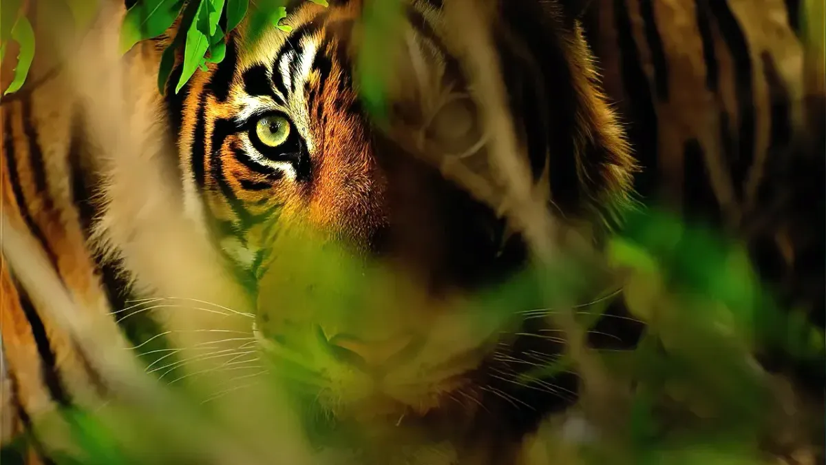 Dem Tiger auf der Spur