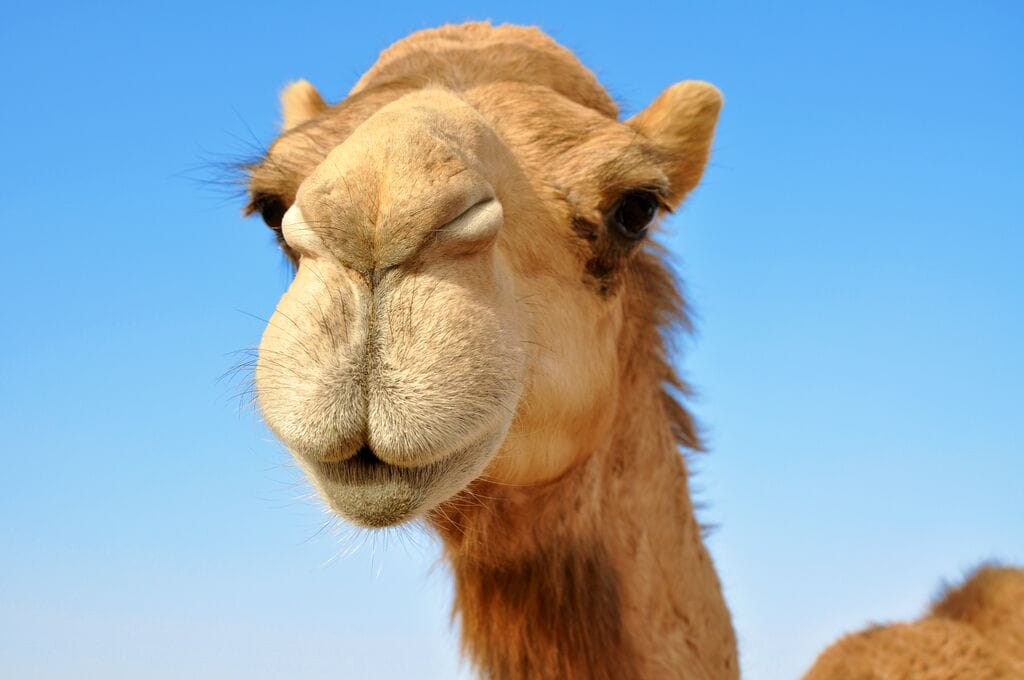 Neu: Mit Studiosus Algerien erleben