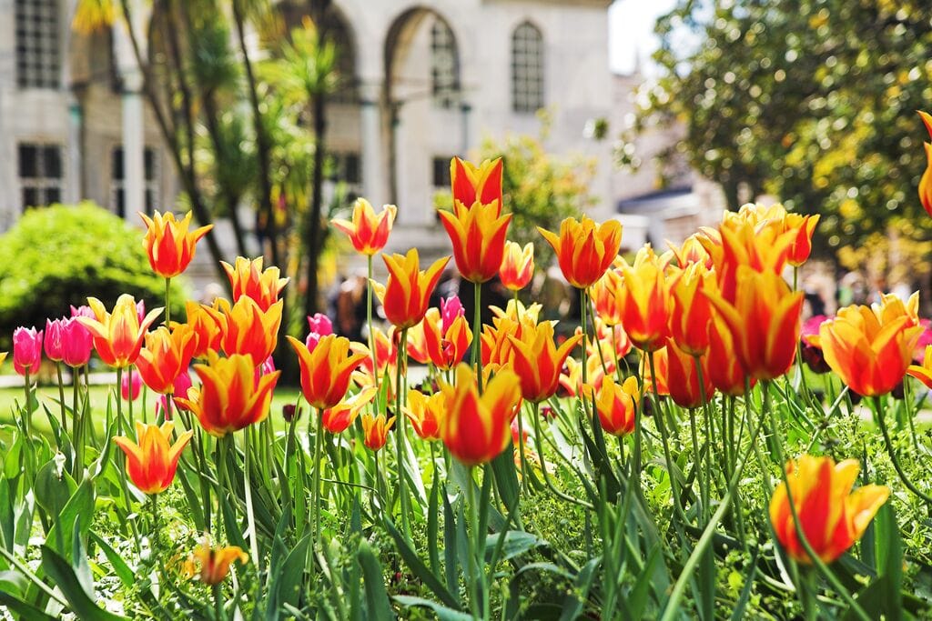 Jetzt schon an den Frühling denken – mit kultimer