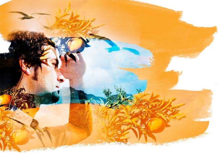 Eine Bildkollage mit einem Mann, der über eine Orangenplantage in die Ferne schaut.