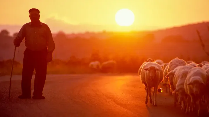 Ein Hirte geht mit seinen Schafen über einen Weg im orangenen Licht vom Sonnenaufgang.