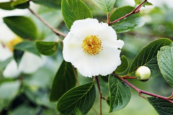 Kamelienblüte in Galicien