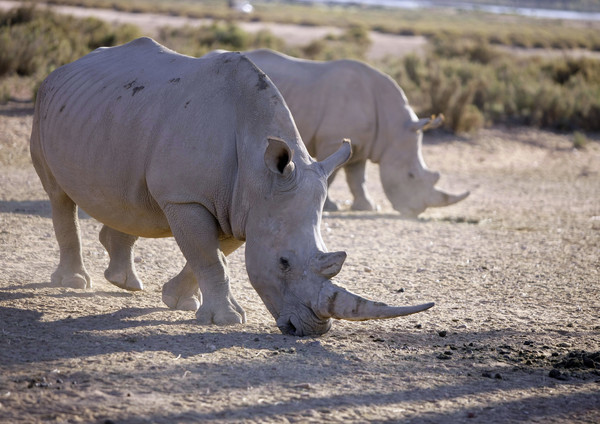 Nashörner im Aquilia Wildreservat, Südafrika