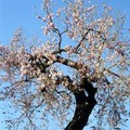 Im Februar in den Frühling: Mandelblüte in Marokko erleben
